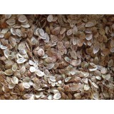Berce ( semences )
