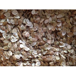 Berce ( semences )