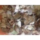 Bouleau ( feuilles )