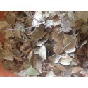 Bouleau ( feuilles )
