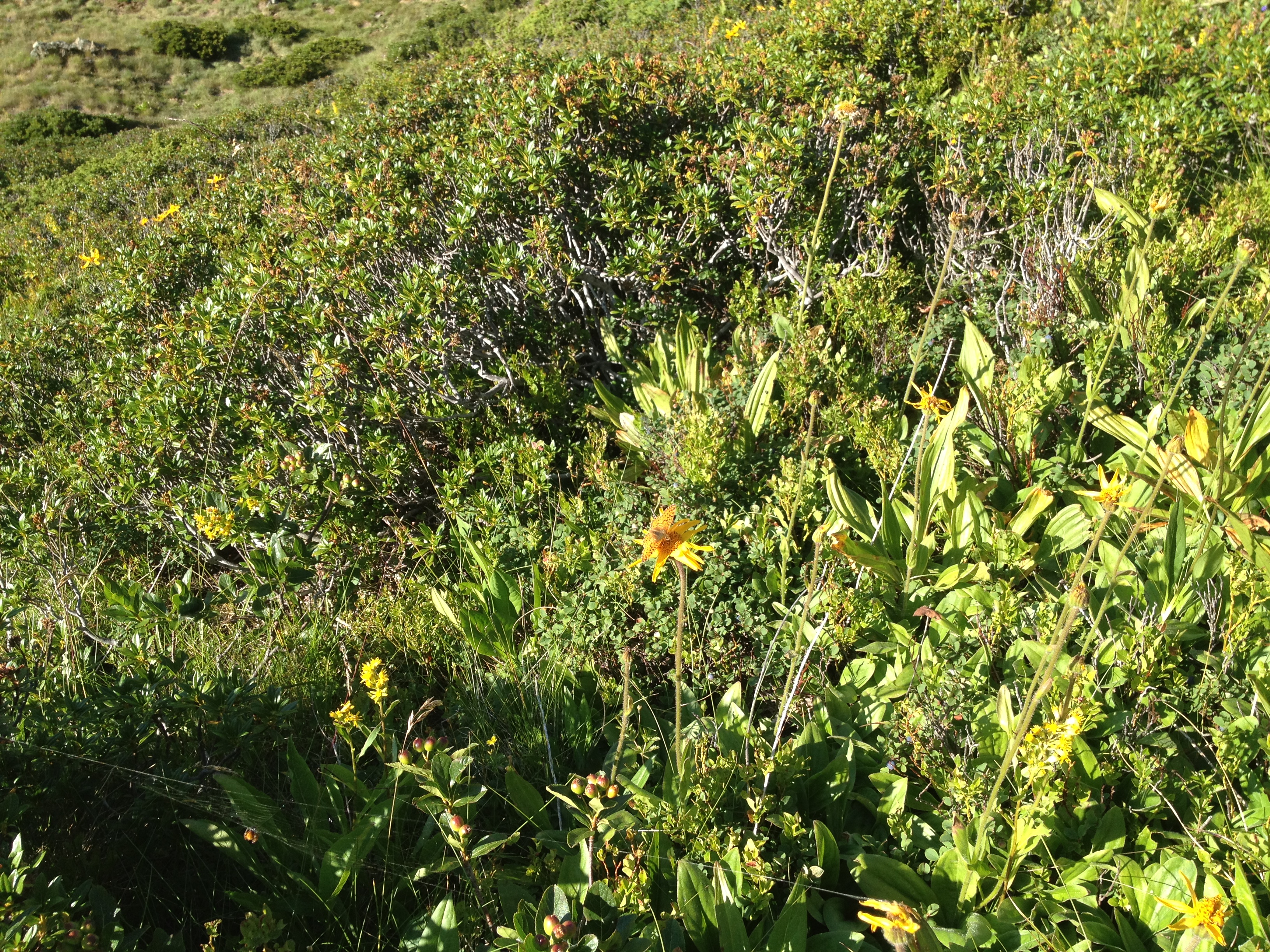 arnica des montagne