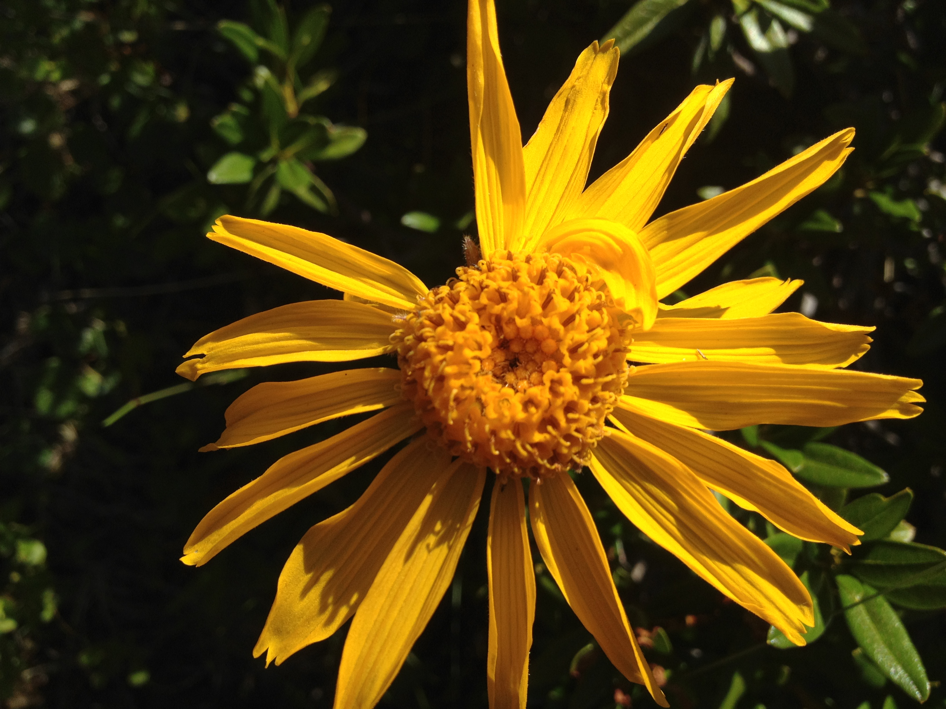 arnica